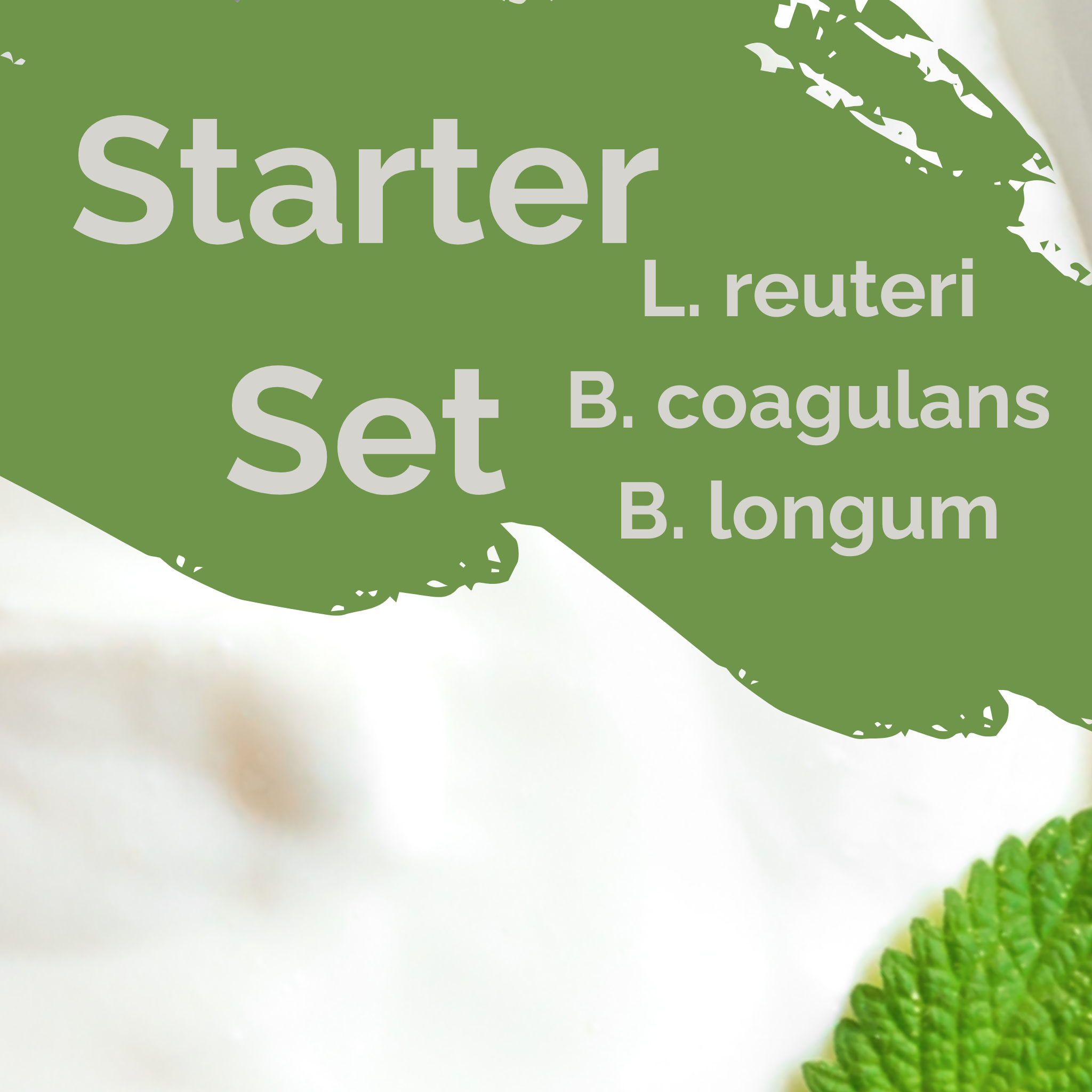 L. reuteri + B. coagulans + B. longum | ชุดเริ่มต้นโยเกิร์ต | บรรเทา SIBO | เชื้อเริ่มต้น | 3 ชิ้น