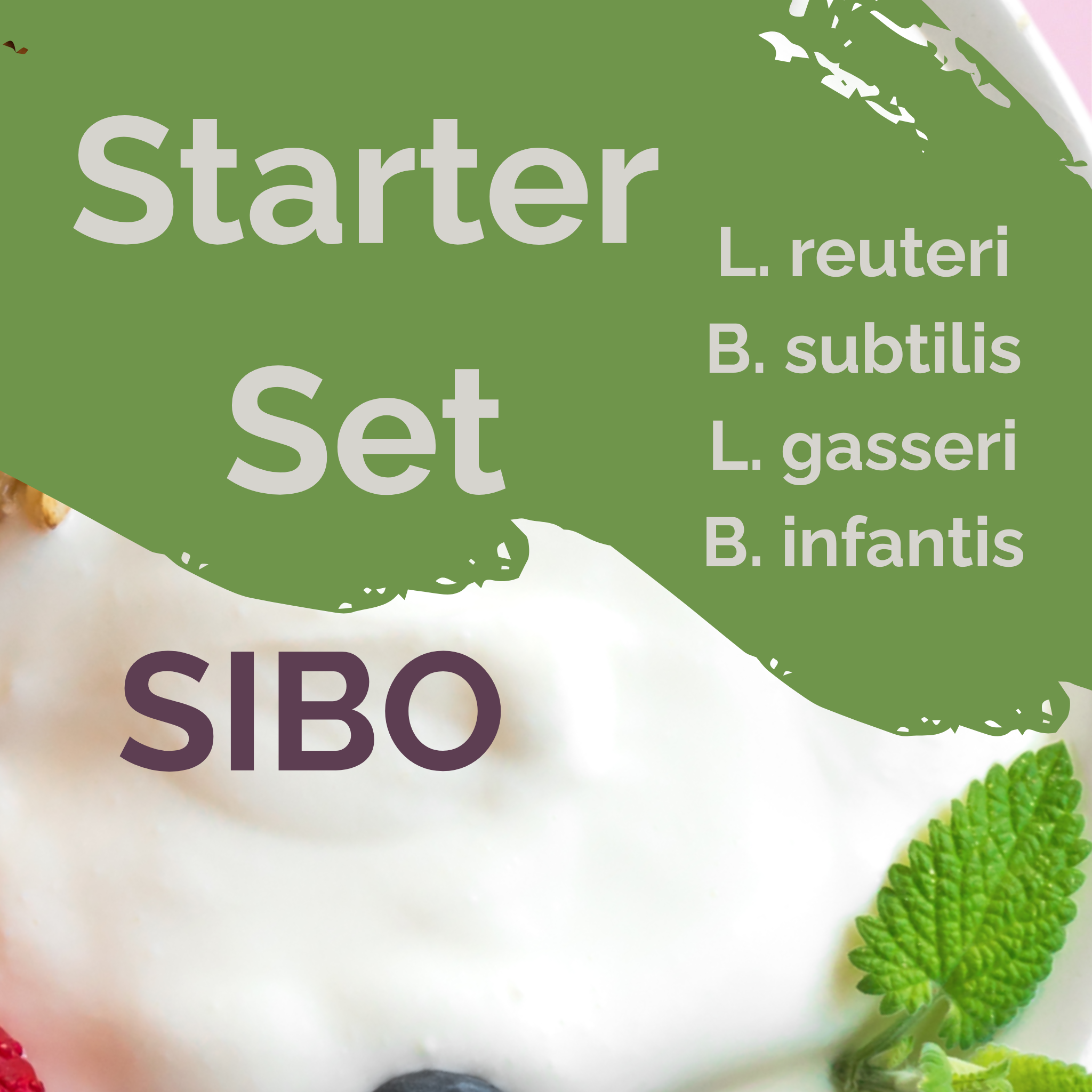L. reuteri + B. subtilis + L. gasseri + B. infantis | ชุดเริ่มต้นโยเกิร์ต | เสถียรภาพ SIBO | เชื้อเริ่มต้น | แพ็ค 3 ชิ้น